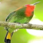 image of bird