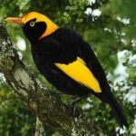 image of bird