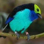 image of bird