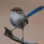 image of bird