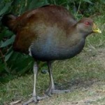 image of bird
