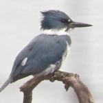 image of belted_kingfisher #27