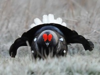 image of black_grouse