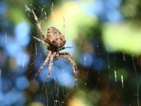 image of animal