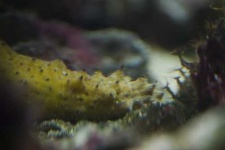 image of sea_cucumber