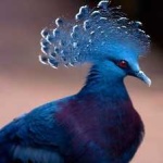 image of victoria_crowned_pigeon #16