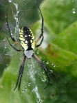 image of black_and_gold_garden_spider #2