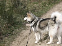 image of malamute