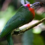 image of bird