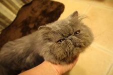 image of animal
