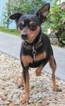 image of doberman