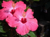 image of flower