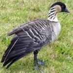 image of bird
