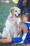 image of golden_retriever