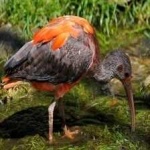 image of bird