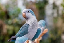 image of parakeet