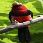 image of bird