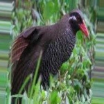 image of bird