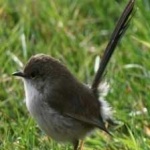 image of bird