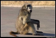 image of baboon