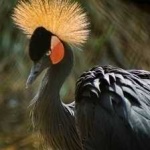 image of bird