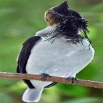 image of bird