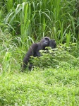 image of gorilla