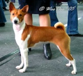 image of basenji