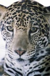 image of jaguar_car