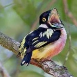 image of bird