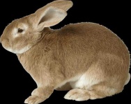 image of animal