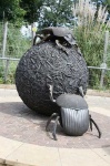 image of dung_beetle