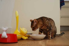 image of animal