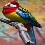 image of bird