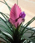 image of flower