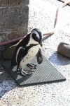 image of animal
