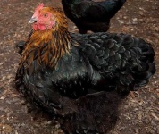 image of hen