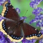 image of animal