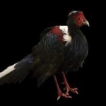 image of bird