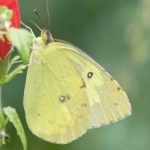 image of animal