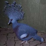 image of victoria_crowned_pigeon #29