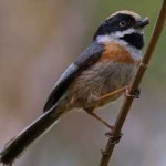 image of bird