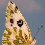 image of animal