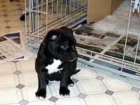 image of staffordshire_bullterrier #13