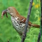 image of bird