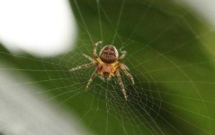 image of animal