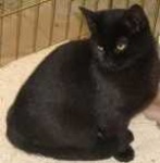image of cat