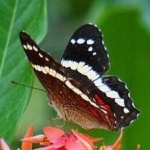 image of banded_butterfly #40