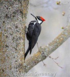 image of animal