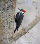 image of woodpecker #27